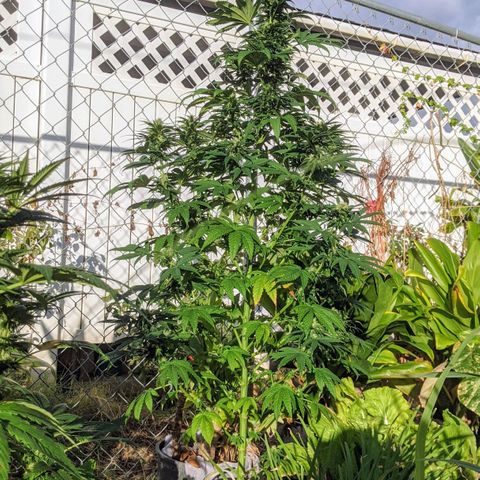 Alenuihāhā growlog timeline photo