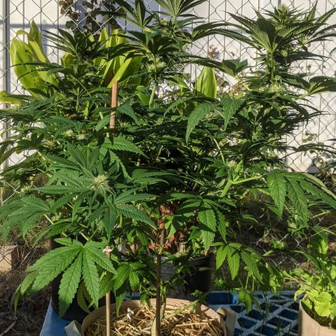 Alenuihāhā growlog timeline photo