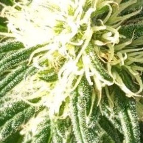 Alenuihāhā growlog timeline photo