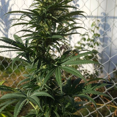 Alenuihāhā growlog timeline photo