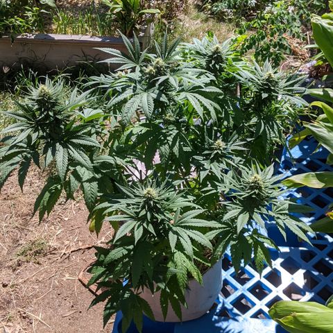 Alenuihāhā growlog timeline photo
