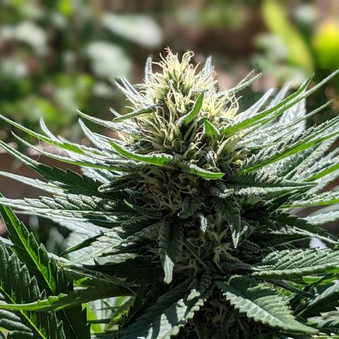 Alenuihāhā growlog timeline photo