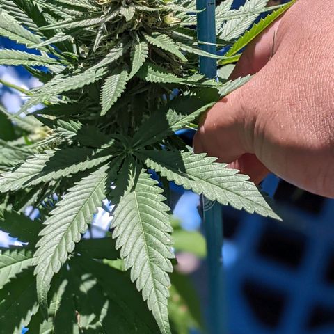 Alenuihāhā growlog timeline photo