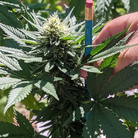 Alenuihāhā growlog timeline photo