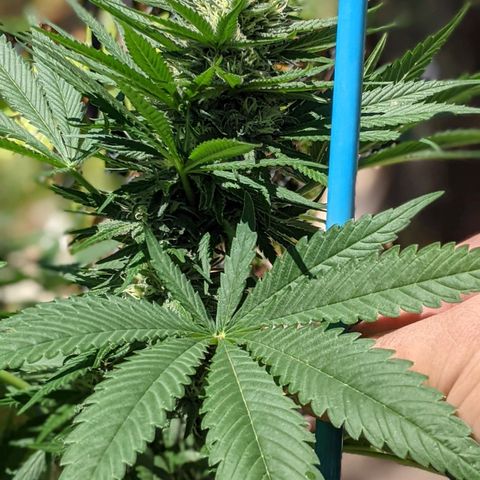 Alenuihāhā growlog timeline photo