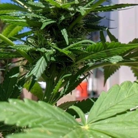 Alenuihāhā growlog timeline photo