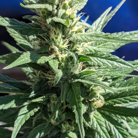Alenuihāhā growlog timeline photo