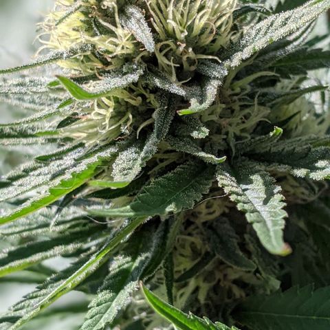 Alenuihāhā growlog timeline photo