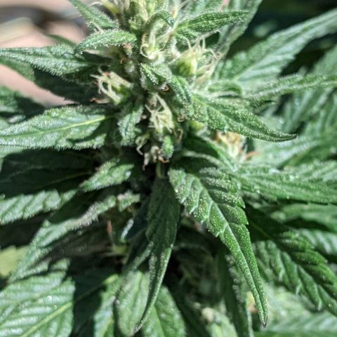 Alenuihāhā growlog timeline photo