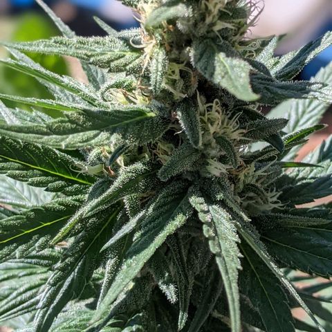 Alenuihāhā growlog timeline photo