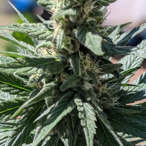 Alenuihāhā growlog timeline photo