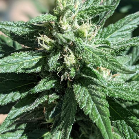 Alenuihāhā growlog timeline photo