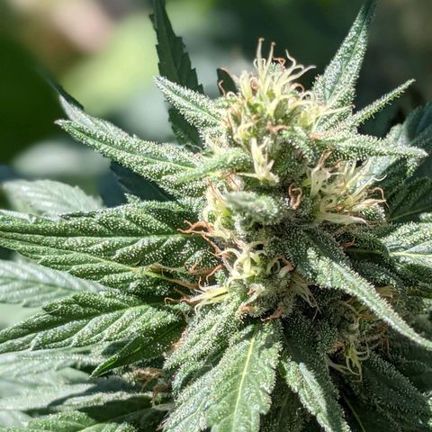 Alenuihāhā growlog timeline photo
