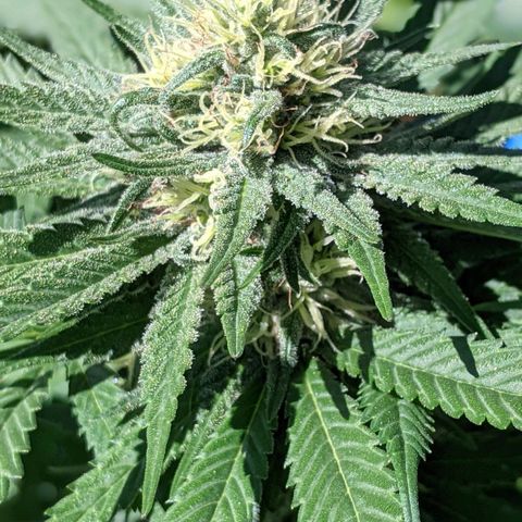 Alenuihāhā growlog timeline photo