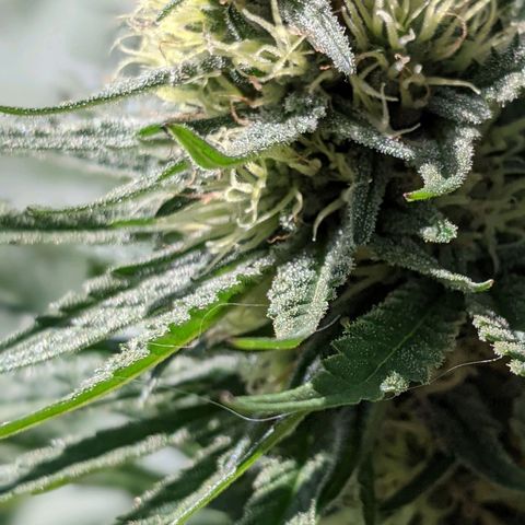 Alenuihāhā growlog timeline photo