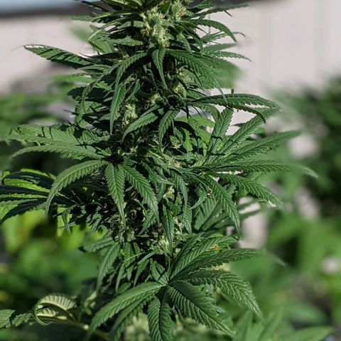 Alenuihāhā growlog timeline photo