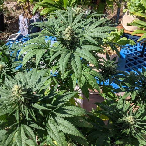 Alenuihāhā growlog timeline photo