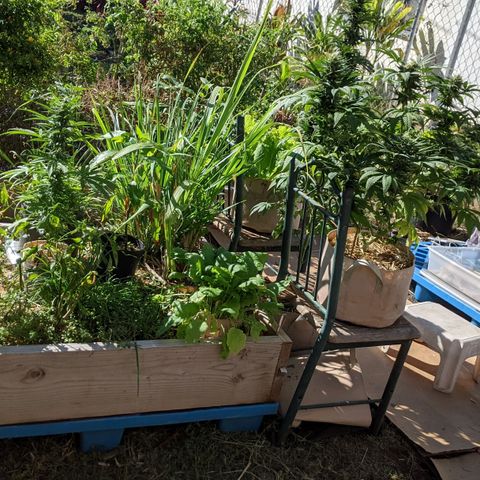 Alenuihāhā growlog timeline photo