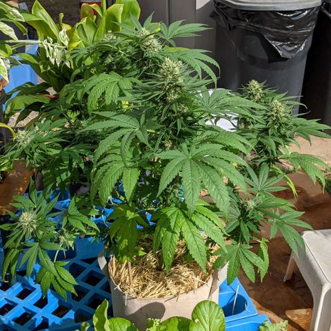 Alenuihāhā growlog timeline photo