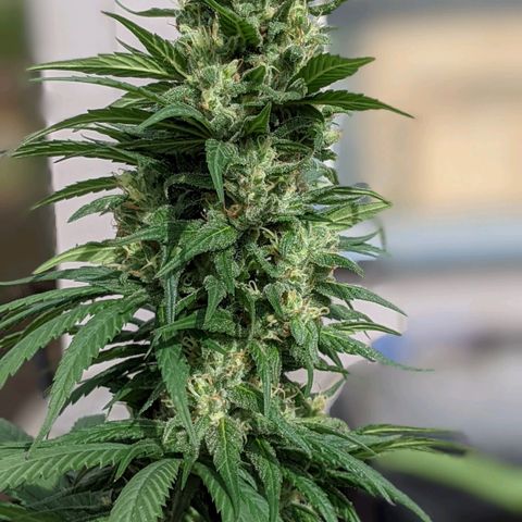 Alenuihāhā growlog timeline photo