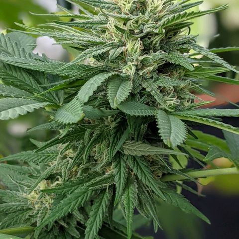 Alenuihāhā growlog timeline photo