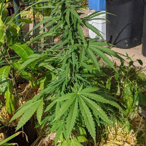 Alenuihāhā growlog timeline photo
