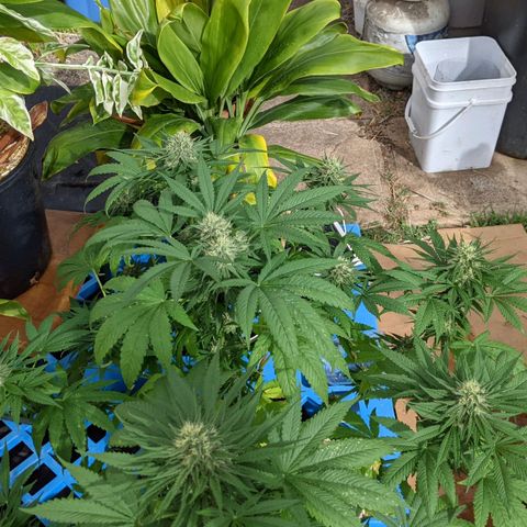 Alenuihāhā growlog timeline photo