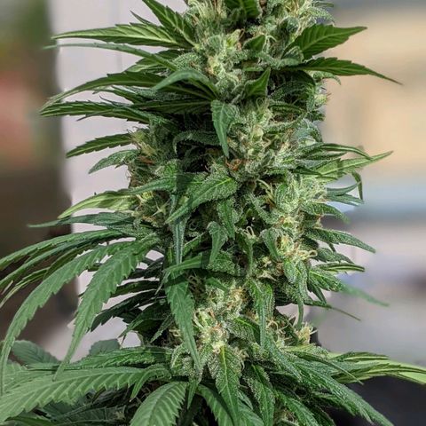 Alenuihāhā growlog timeline photo