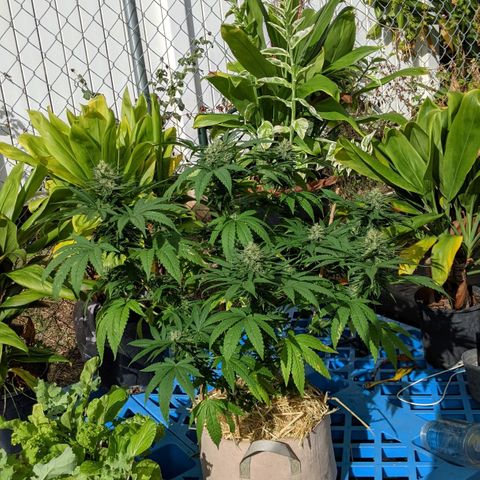 Alenuihāhā growlog timeline photo