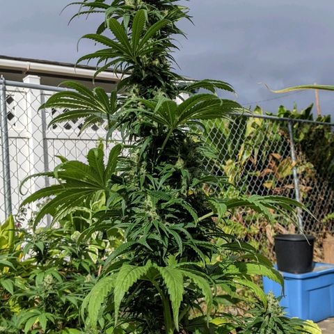 Alenuihāhā growlog timeline photo