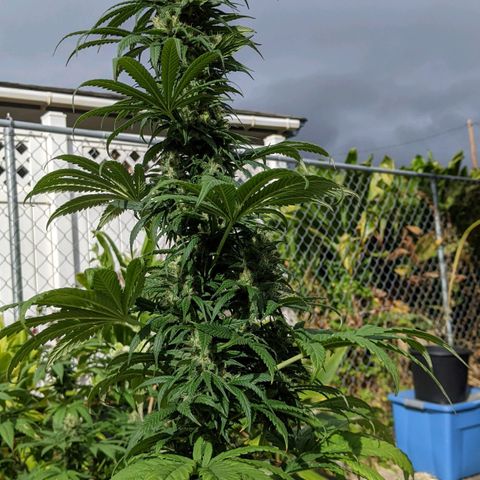 Alenuihāhā growlog timeline photo