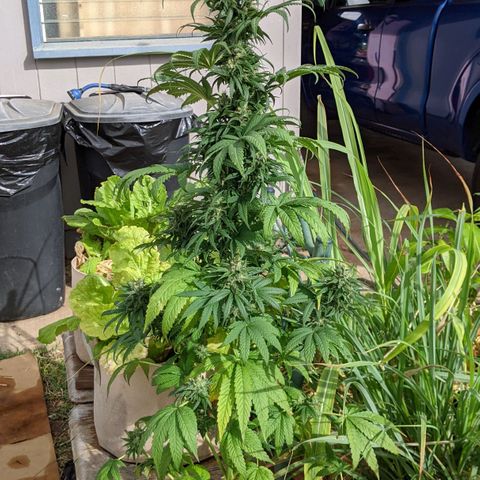 Alenuihāhā growlog timeline photo
