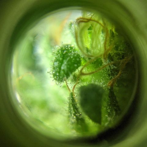 Alenuihāhā growlog photo: Trichome check