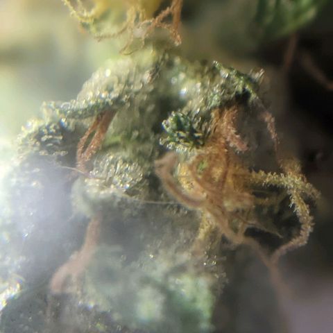 Alenuihāhā growlog photo: Trichome check