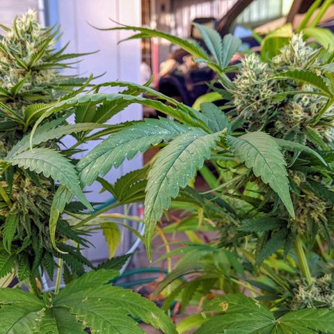 Alenuihāhā growlog timeline photo