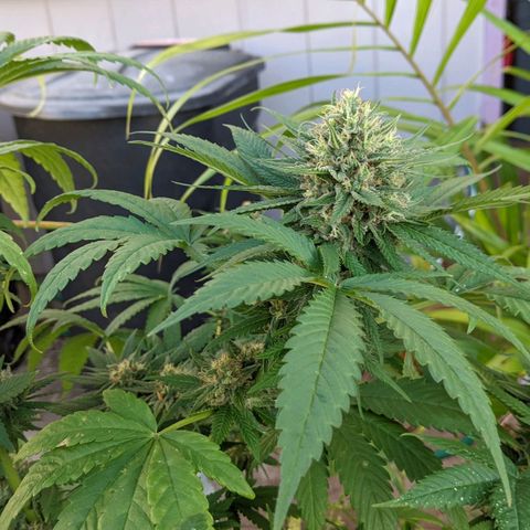 Alenuihāhā growlog timeline photo