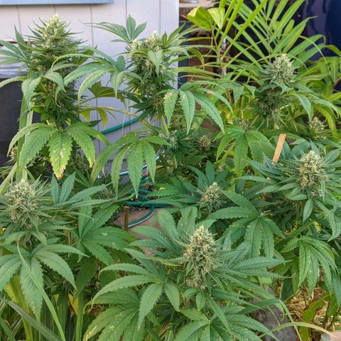 Alenuihāhā growlog timeline photo