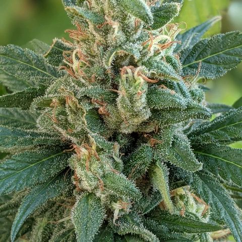 Alenuihāhā growlog timeline photo