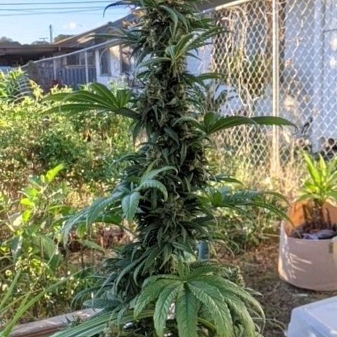 Alenuihāhā growlog timeline photo