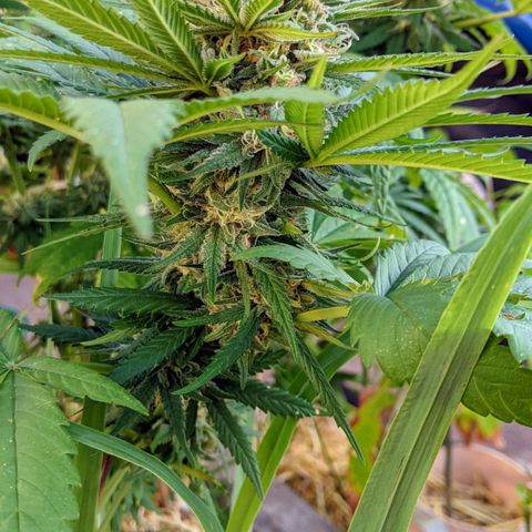 Alenuihāhā growlog timeline photo