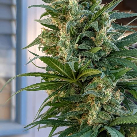 Alenuihāhā growlog timeline photo