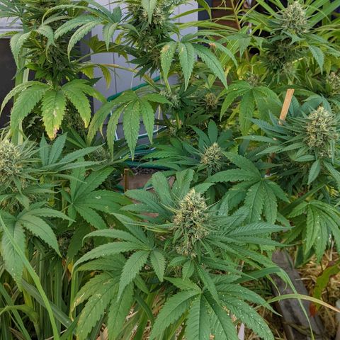 Alenuihāhā growlog timeline photo