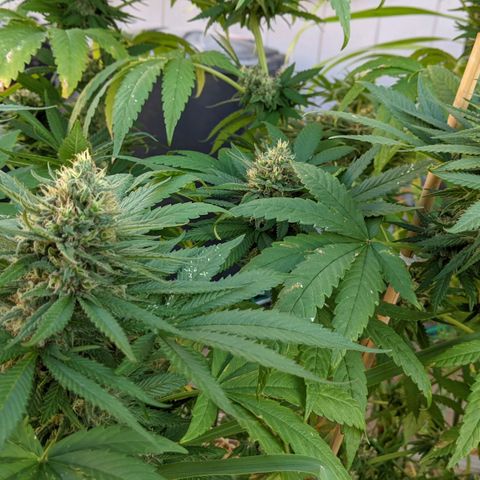 Alenuihāhā growlog timeline photo