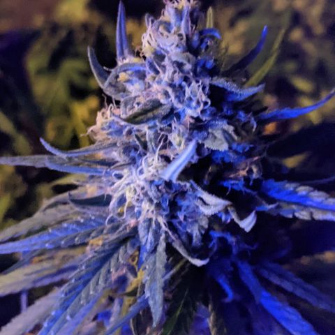 Alenuihāhā growlog timeline photo