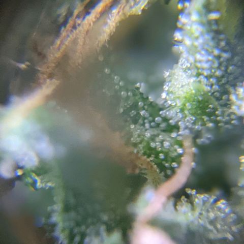 Alenuihāhā growlog timeline photo