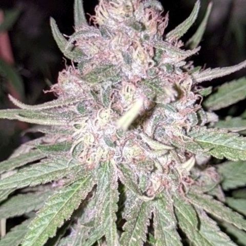 Alenuihāhā growlog timeline photo