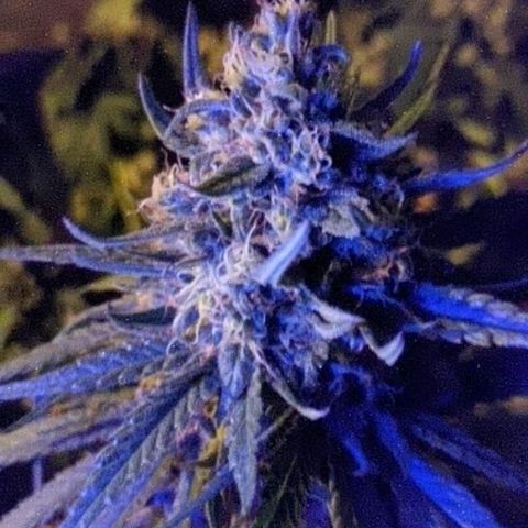 Alenuihāhā growlog timeline photo