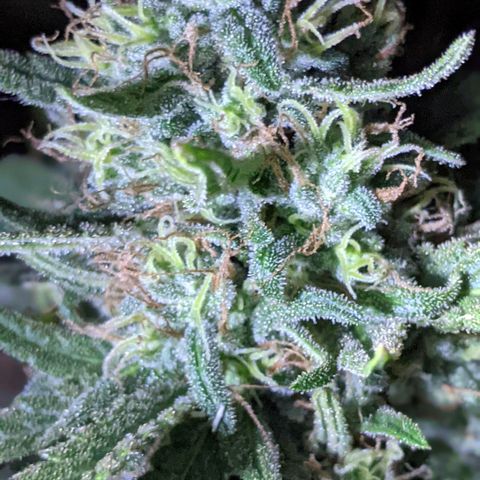 Alenuihāhā growlog timeline photo