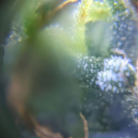 Alenuihāhā growlog timeline photo