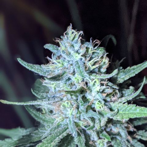 Alenuihāhā growlog timeline photo